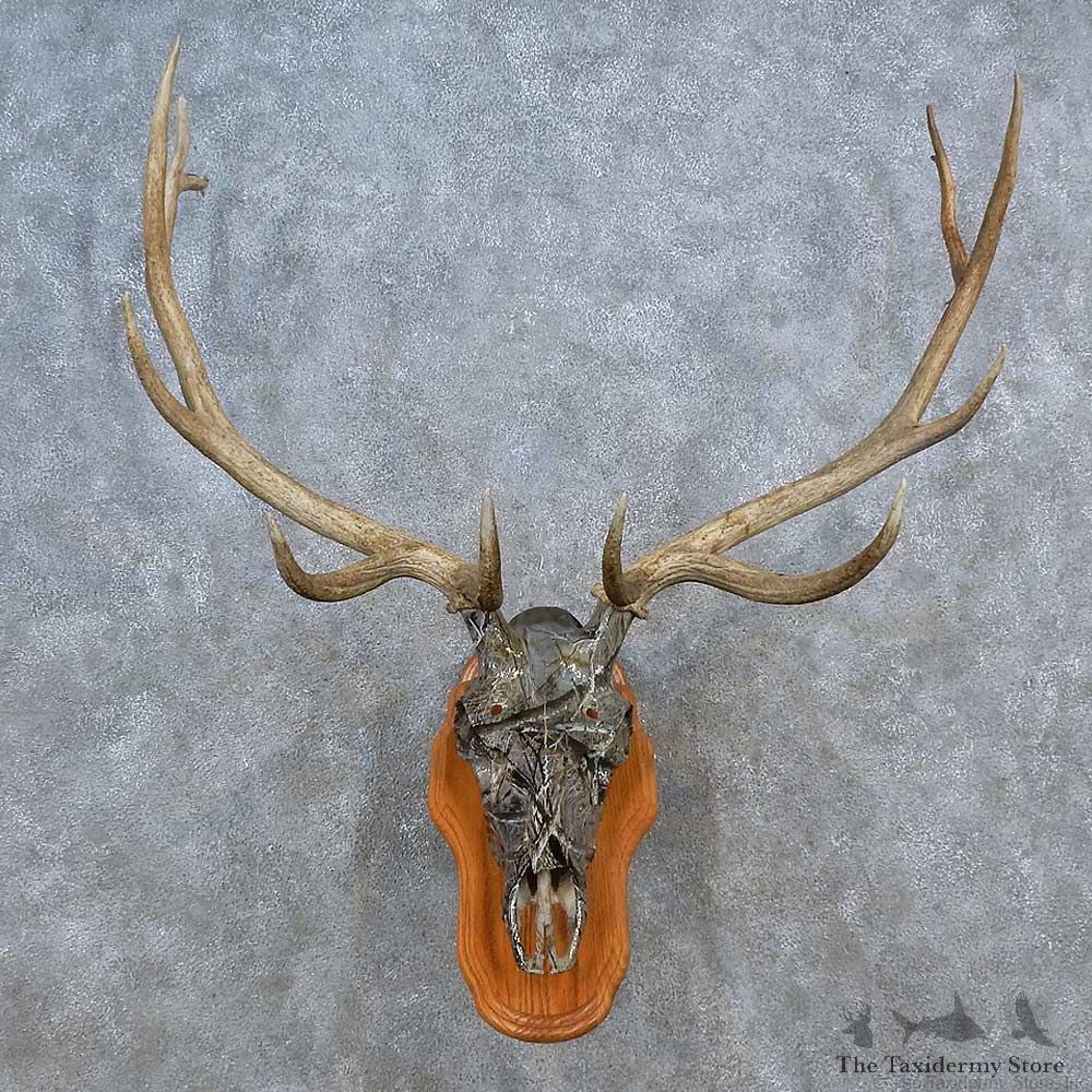 Elk Skull Antler European Mount For Sale #15587 @ The Taxidermy Store