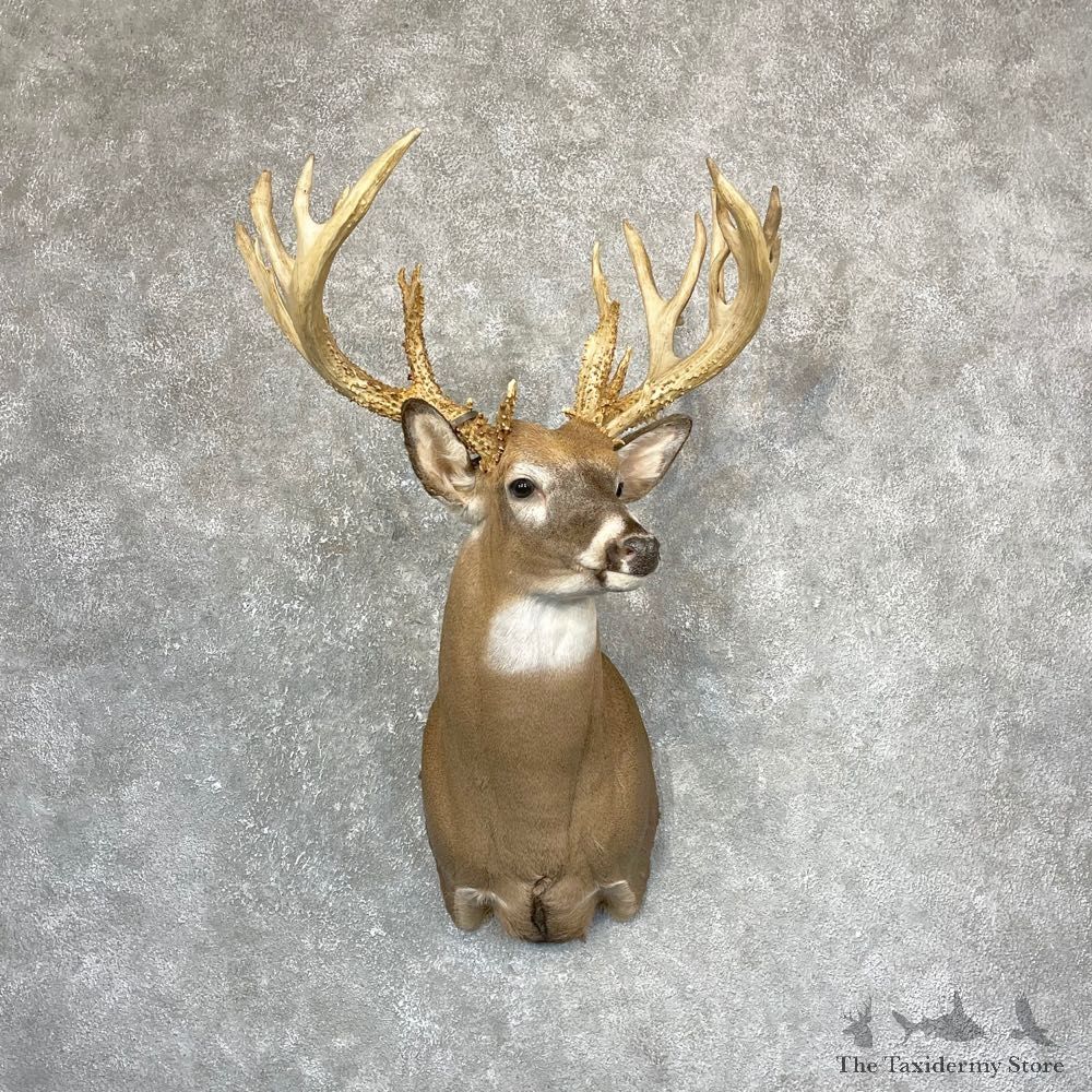 Whitetail Deer Shoulder Mount For Sale #24371 @ The Taxidermy Store