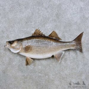 Sunshine (Hybrid) Bass Fish Mount For Sale #14360 @ The Taxidermy Store