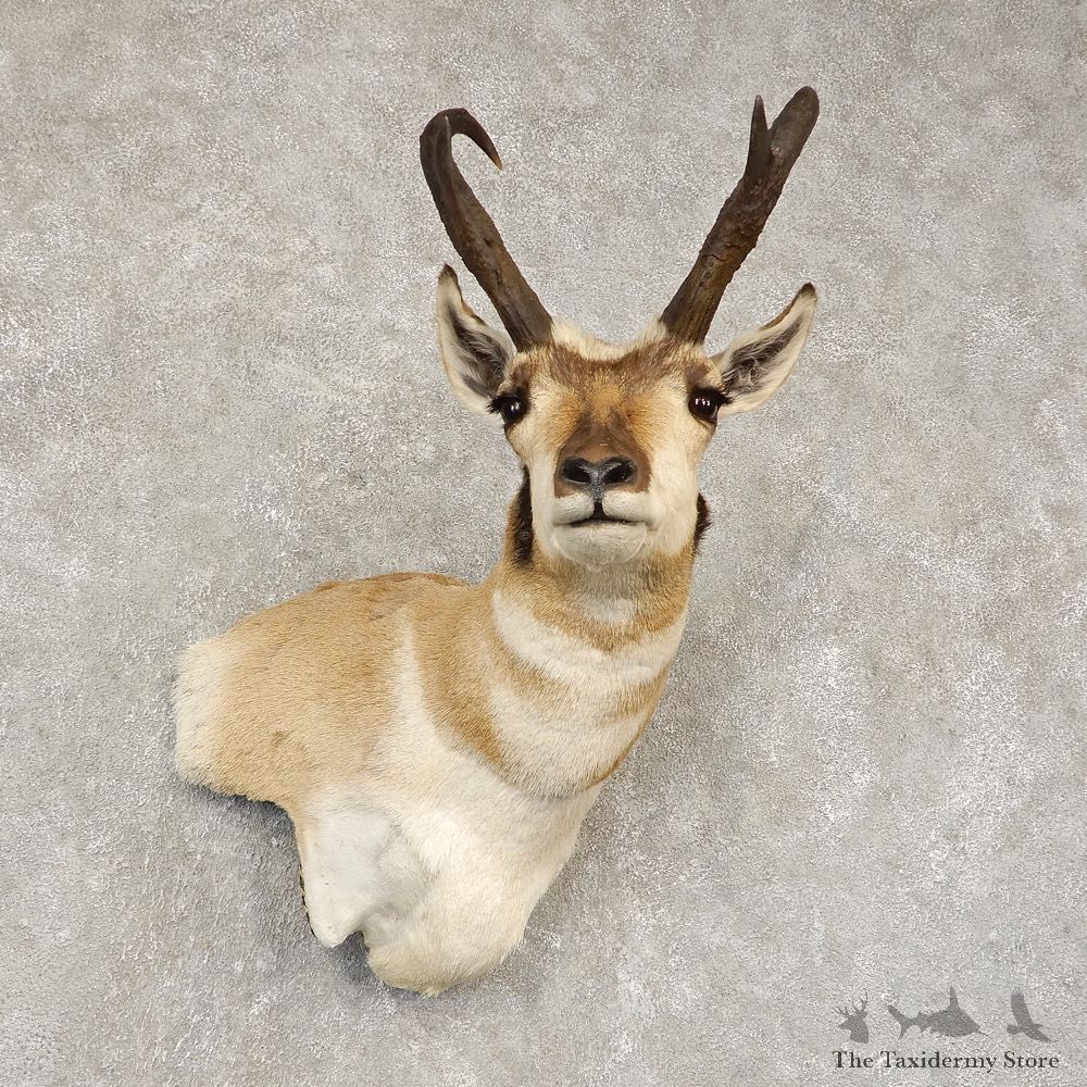 Pronghorn Antelope Shoulder Mount For Sale #21444 @ The Taxidermy-Store