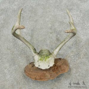 Whitetail Deer Skull & Antler Rustic Mount For Sale #16732 @ The Taxidermy Store