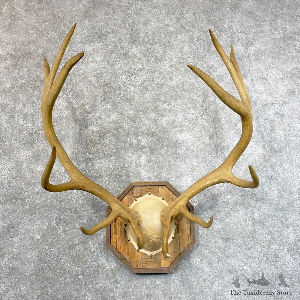 Rocky Mountain Elk Plaque Mount For Sale #24636 @ The Taxidermy Store