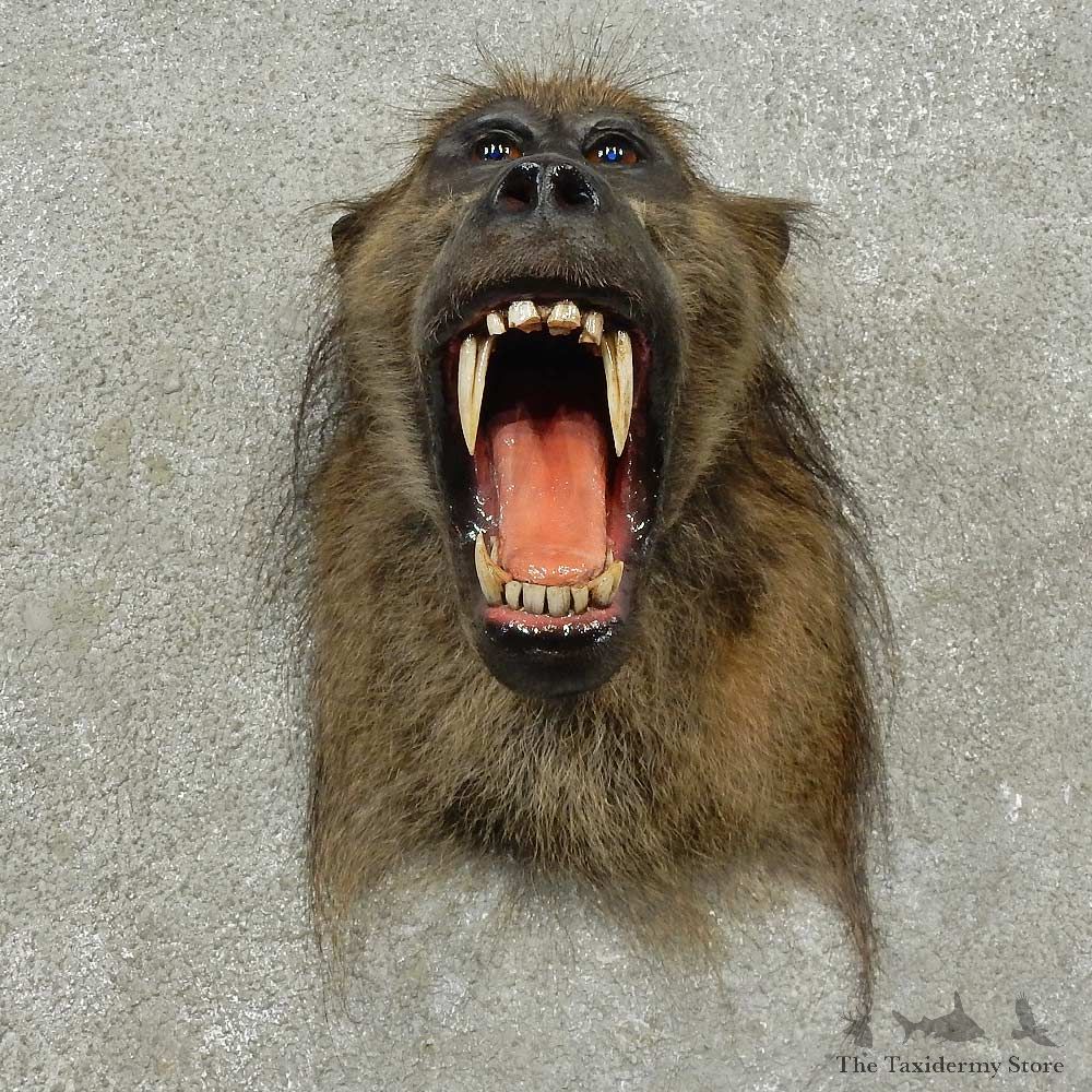 Chacma Baboon Shoulder Mount For Sale #16760 @ The Taxidermy Store