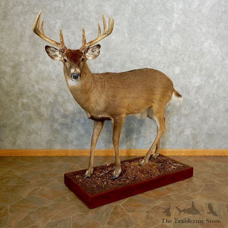 Whitetail Deer Life-Size Mount For Sale #17656 @ The Taxidermy Store