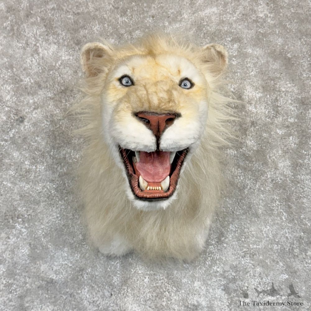 Reproduction White African Lion Shoulder Mount For Sale #30252 @ The Taxidermy Store