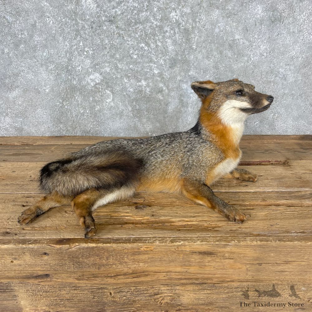 Grey Fox Life-Size Mount For Sale #26972 @ The Taxidermy Store