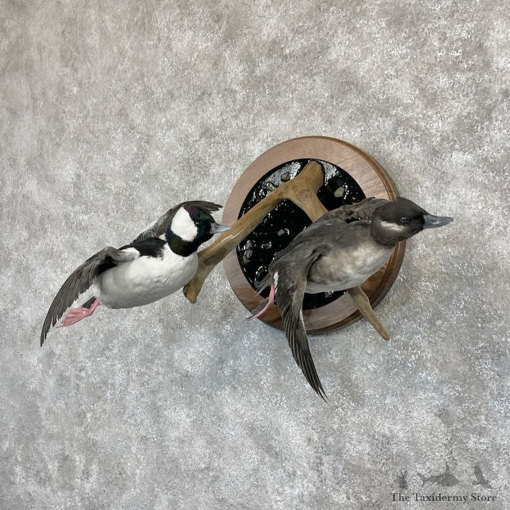 Bufflehead Pair Duck Mount For Sale #28255 @The Taxidermy Store