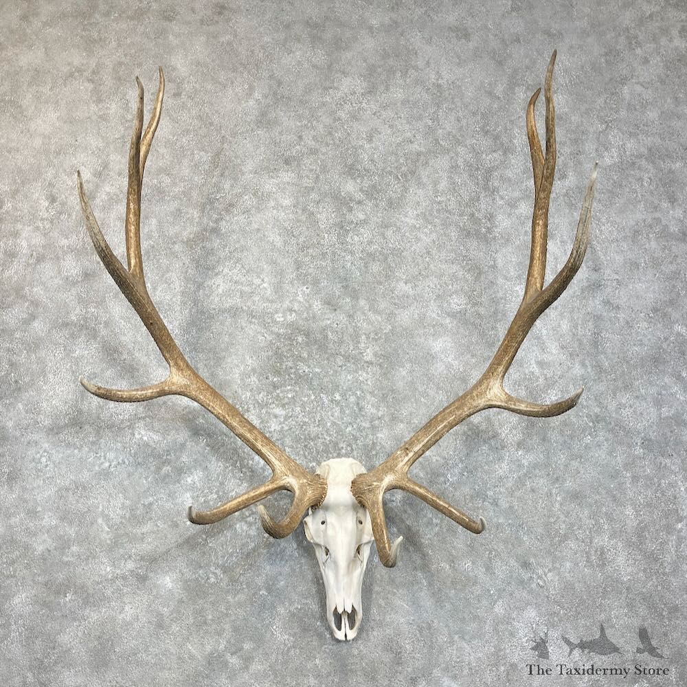 Rocky Mountain Elk Skull European Mount For Sale #28017 @ The Taxidermy Store