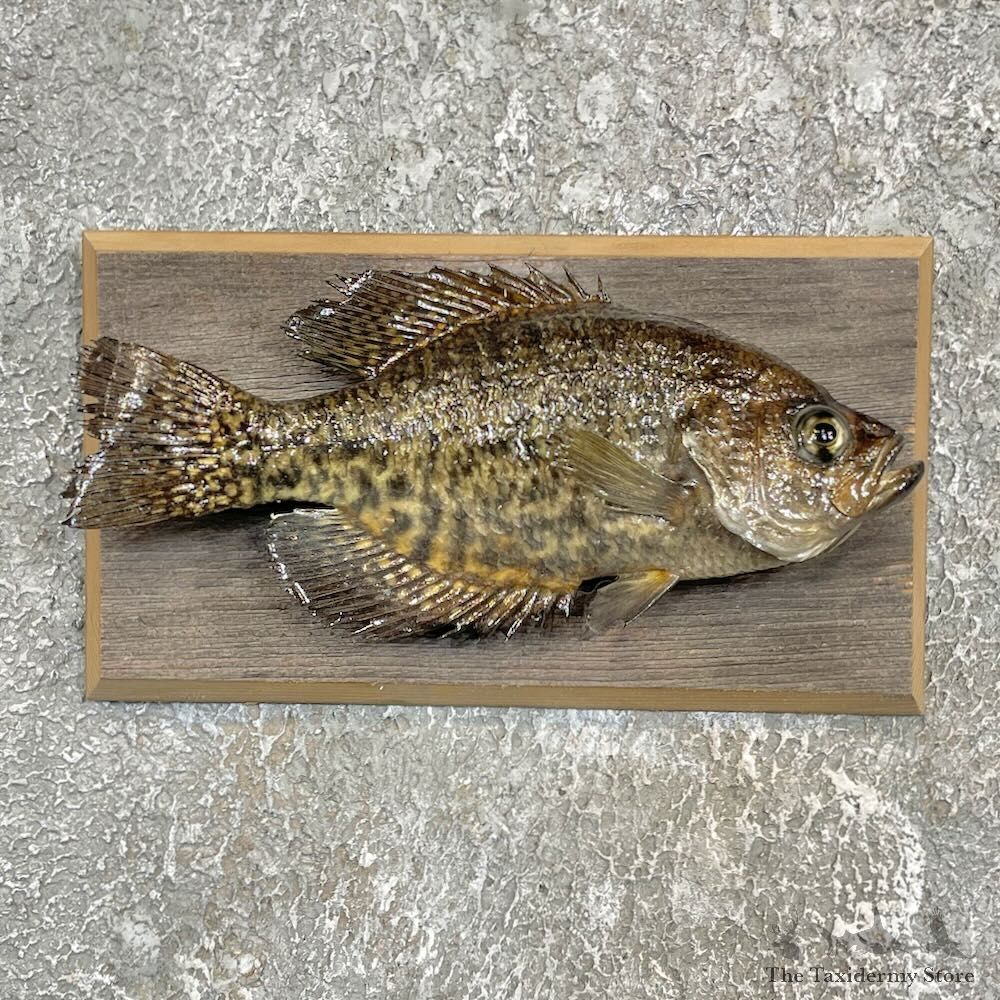 Black Crappie Fish Mount For Sale #27447 @ The Taxidermy Store