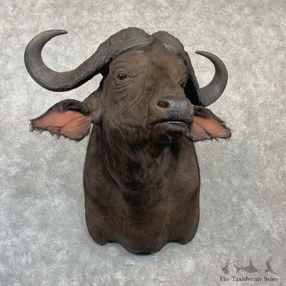 Cape Buffalo Shoulder Mount For Sale #27137 @ The Taxidermy Store
