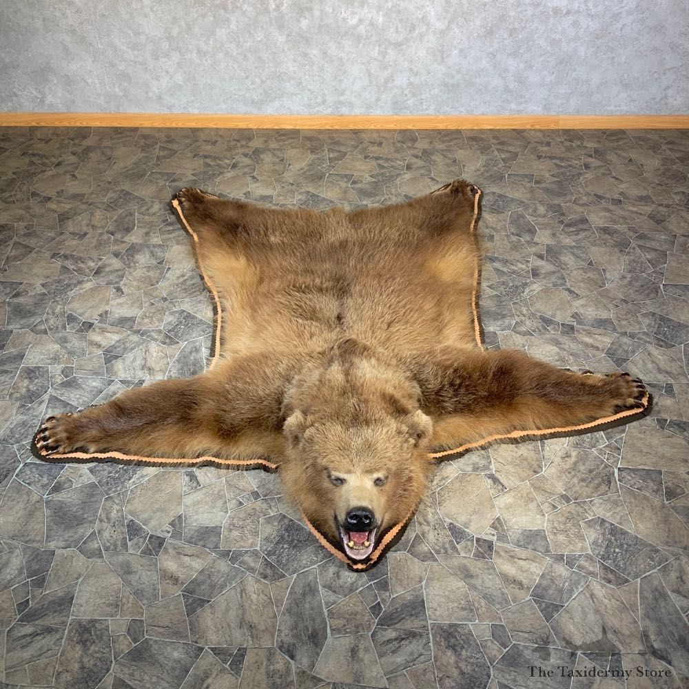 Grizzly Bear Taxidermy Rug Mount For Sale #23685 @ The Taxidermy Store