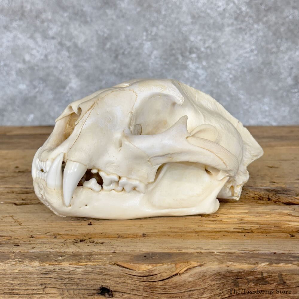 Mountain Lion Cougar Full Skull For Sale #28795 @ The Taxidermy Store