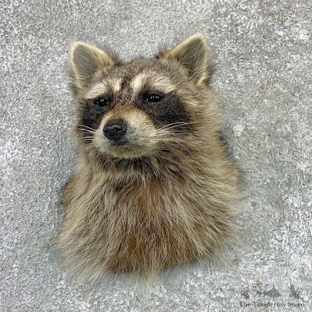 Raccoon Shoulder Mount For Sale #22992 @ The Taxidermy Store