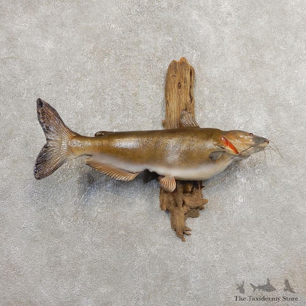 Channel Catfish Taxidermy Fish Mount #20896 For Sale @ The Taxidermy Store