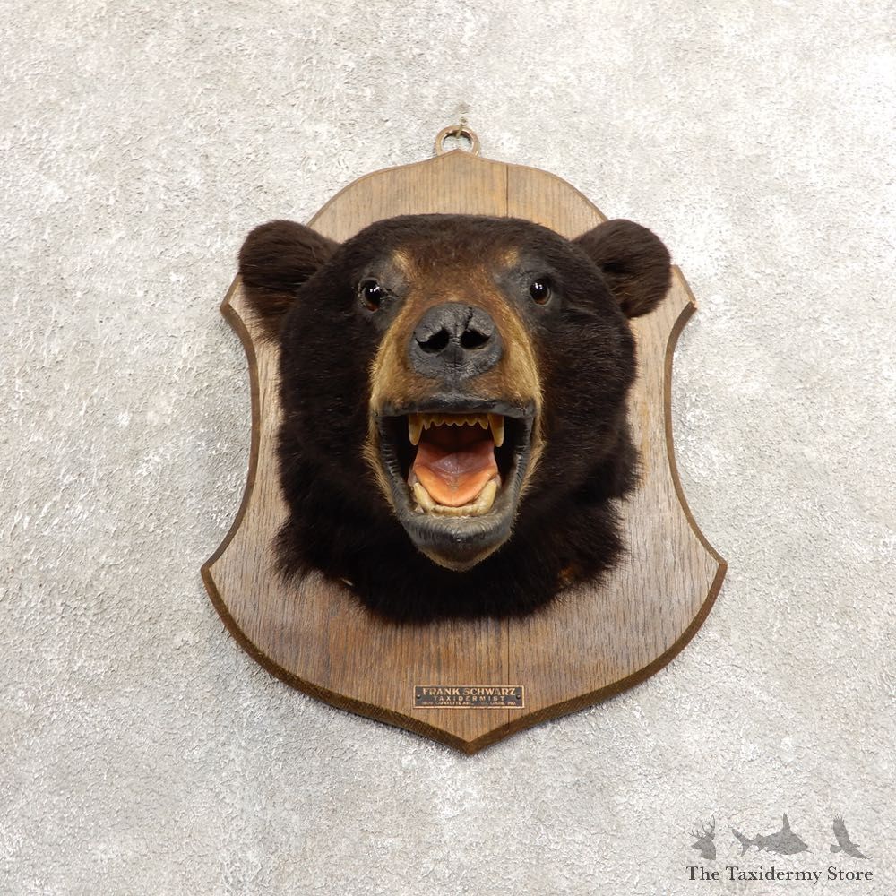 Black Bear Head Taxidermy Mount For Sale #20496 @ The Taxidermy Store