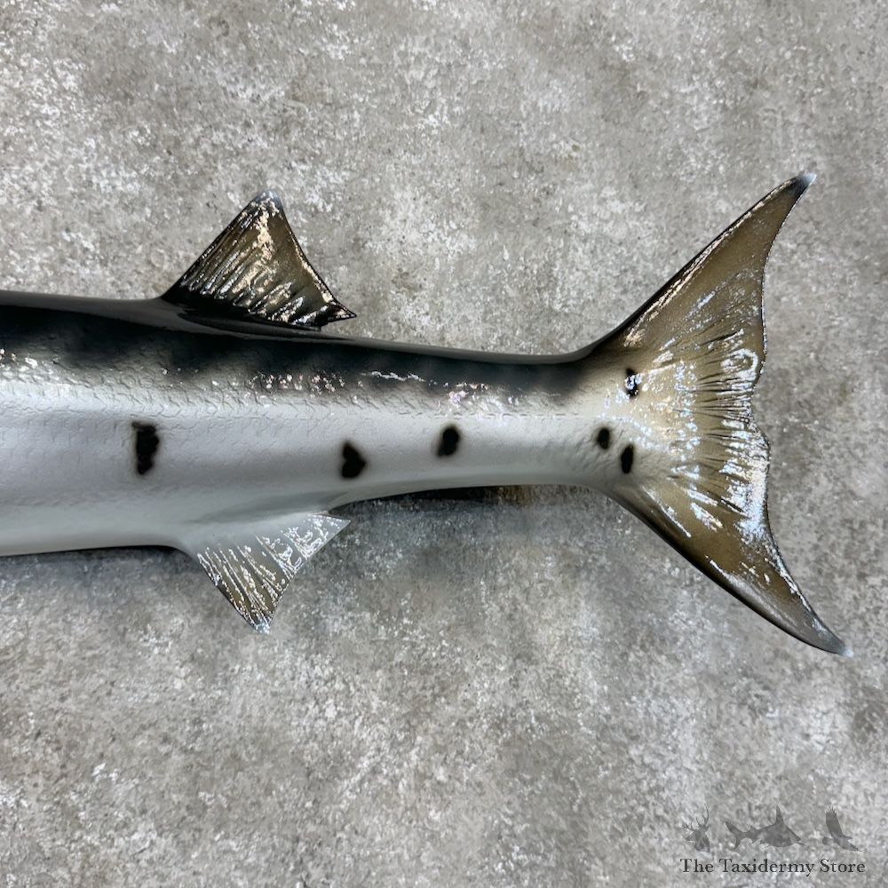 Barracuda Fish Mount For Sale #29806 @ The Taxidermy Store
