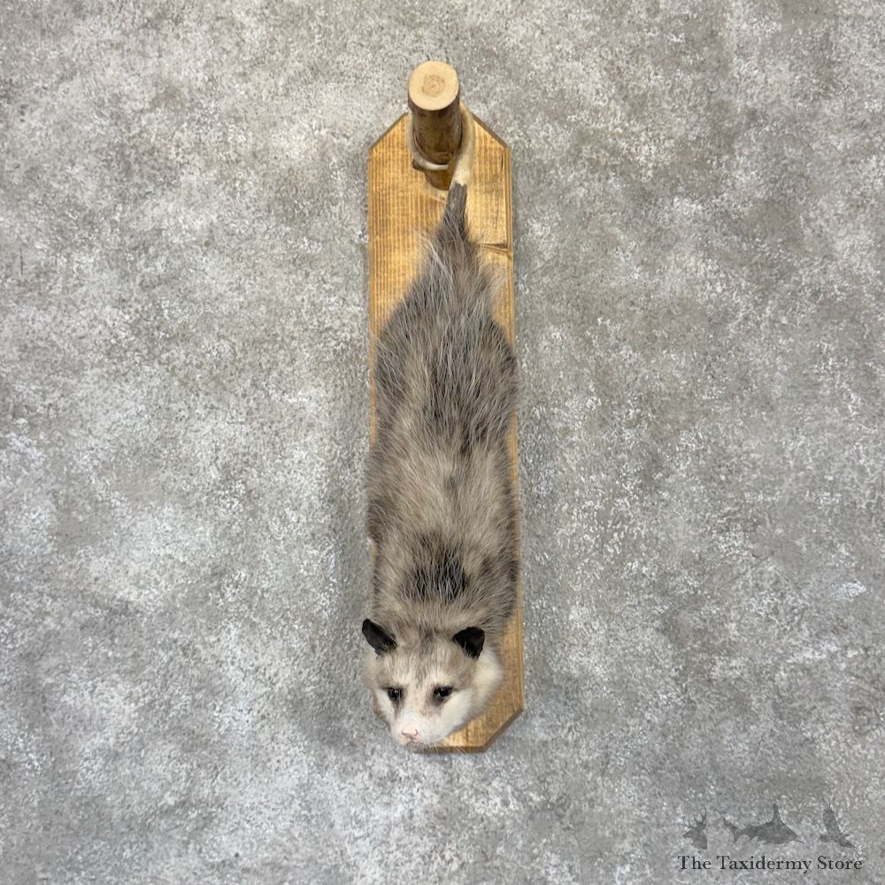 Wall Hanging Opossum Mount For Sale #29934 @ The Taxidermy Store