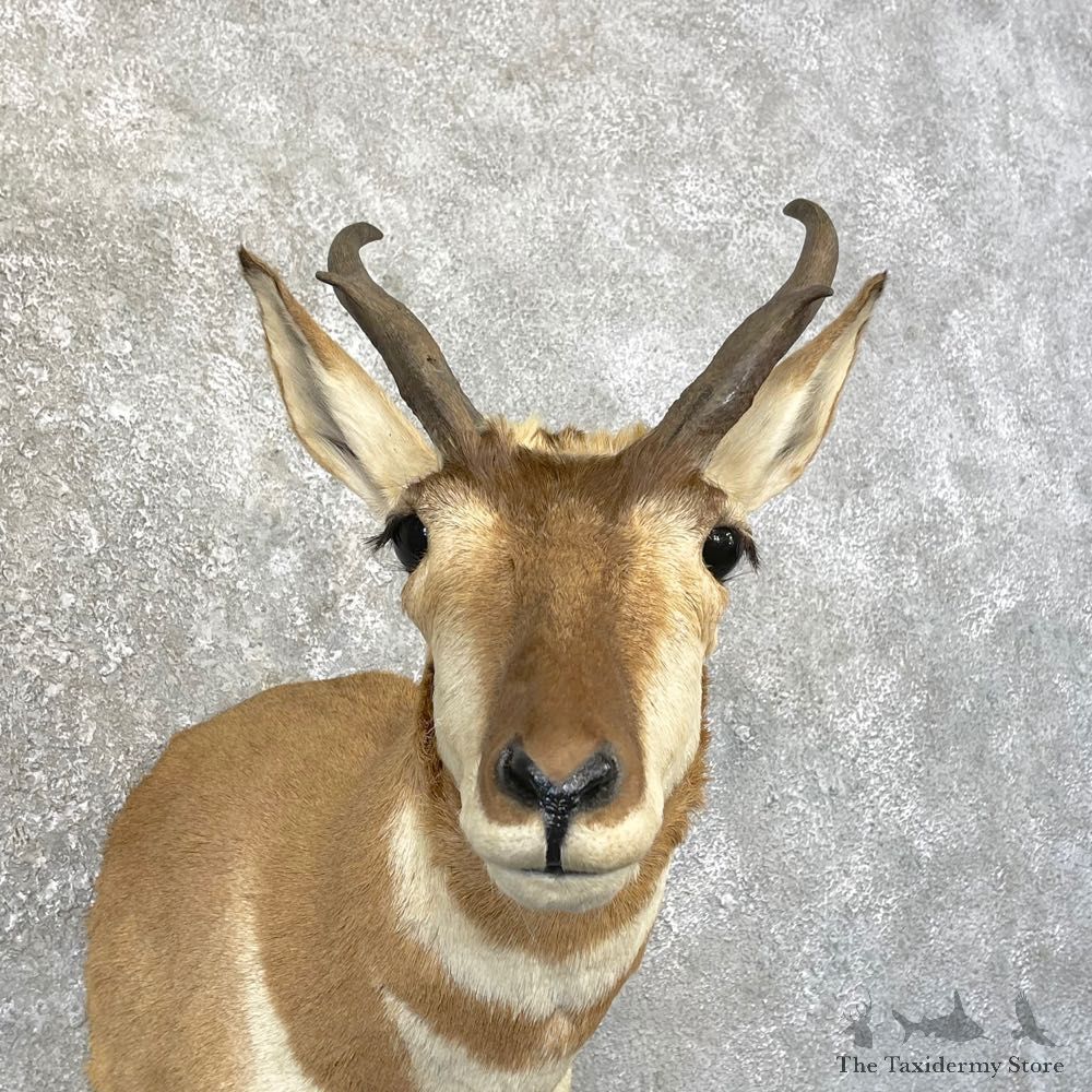 Pronghorn Taxidermy Shoulder Mount #25159 For Sale @ The Taxidermy Store