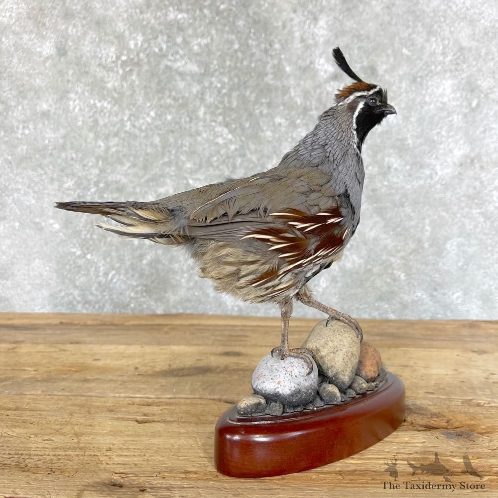 Gambel’s Quail Bird Mount For Sale #24490 @ The Taxidermy Store