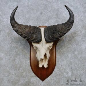 Savanna Buffalo Skull European Mount For Sale #14528 @ The Taxidermy Store