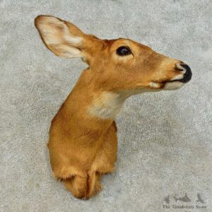 Whitetail Deer Doe Shoulder Mount For Sale #16390 @ The Taxidermy Store