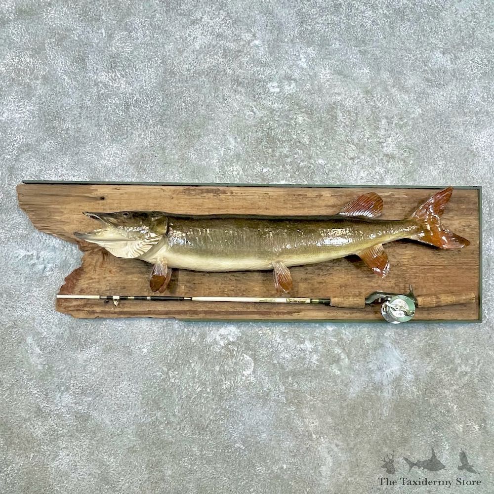 Musky Fish Mount For Sale #26845 @ The Taxidermy Store
