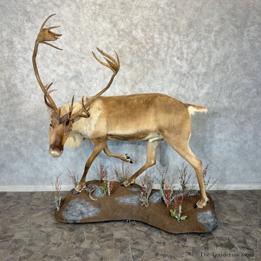 Barren-Ground Caribou Life-Size Mount For Sale #29793 @ The Taxidermy Store