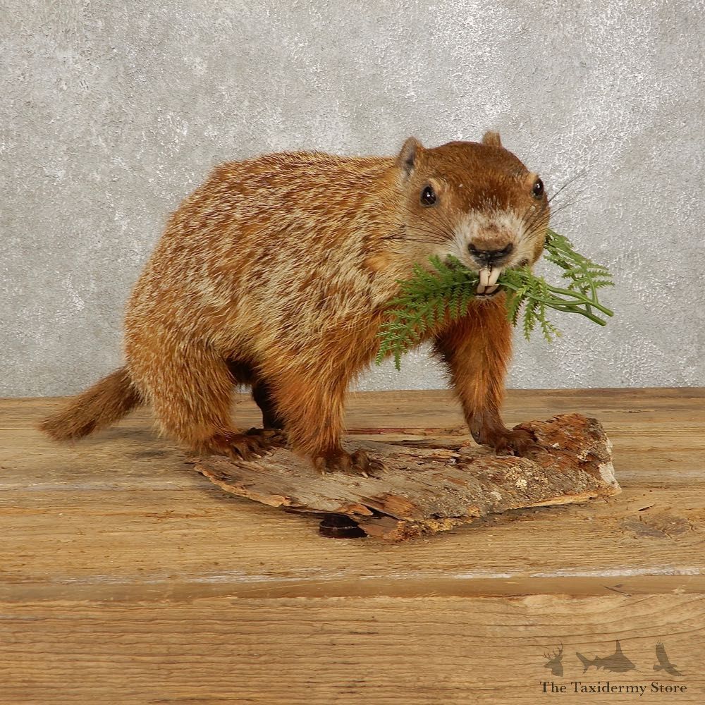 Woodchuck Life-Size Mount For Sale #20387 @ The Taxidermy Store