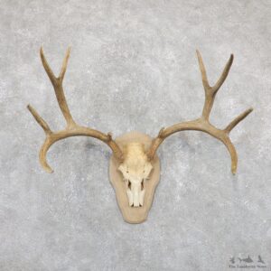 Mule Deer Taxidermy European Mount #19517 For Sale @ The Taxidermy Store