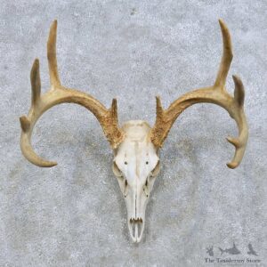 Whitetail Deer Skull European Mount For Sale #14656 @ The Taxidermy Store