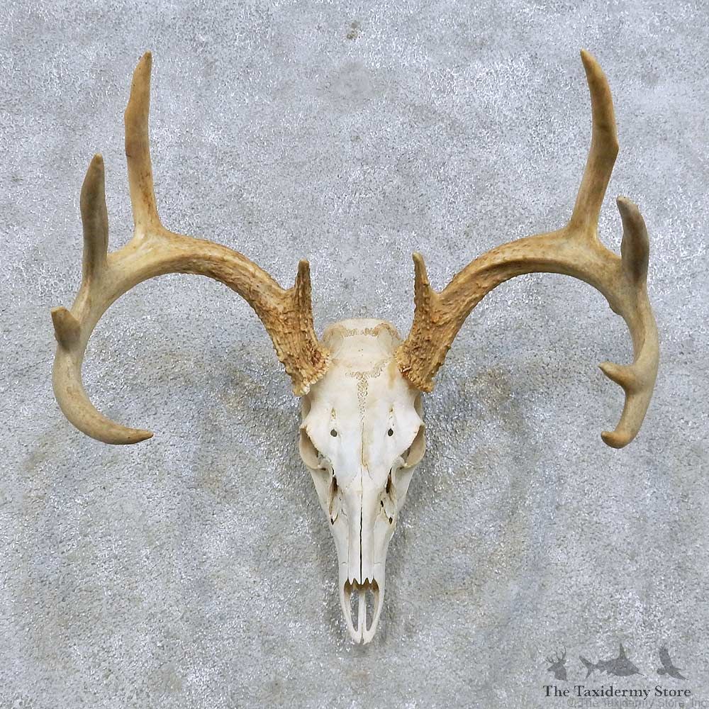 Whitetail Deer Skull European Mount For Sale #14656 @ The Taxidermy Store