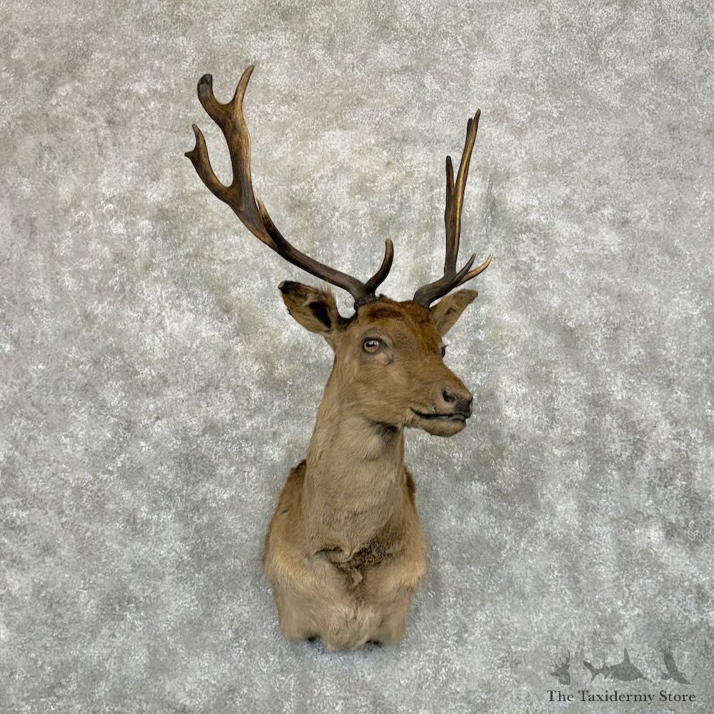 Chocolate Fallow Deer Shoulder Mount For Sale #29042 @ The Taxidermy Store