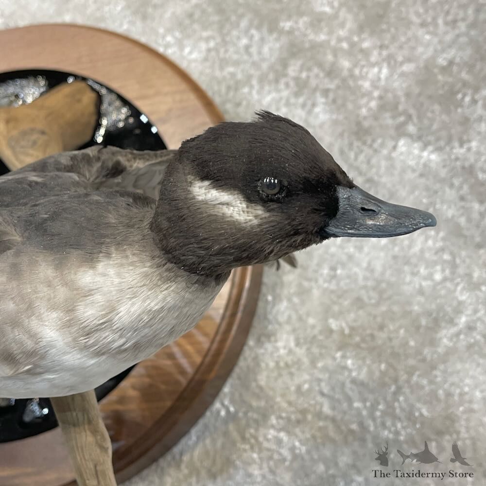 Bufflehead Pair Duck Mount For Sale #28255 @The Taxidermy Store