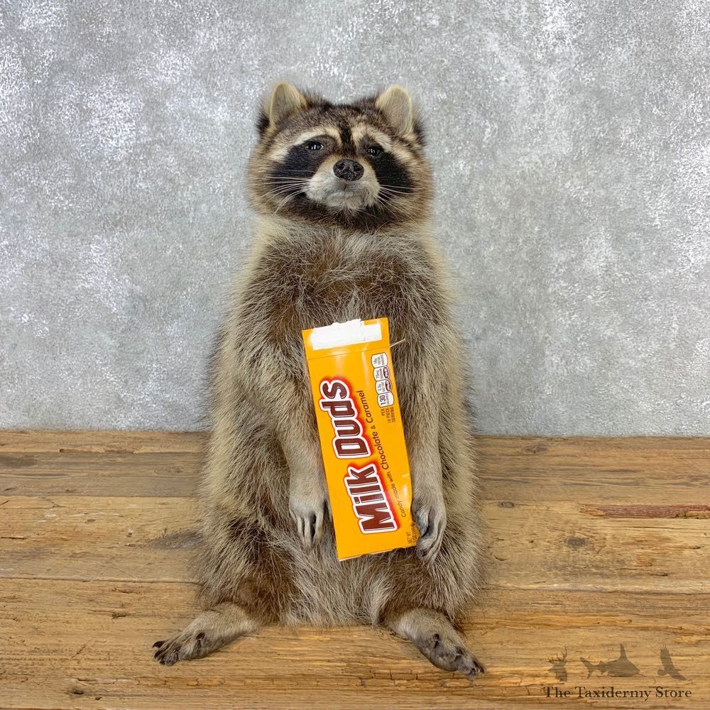Novelty Raccoon Mount For Sale #21668 @ The Taxidermy Store
