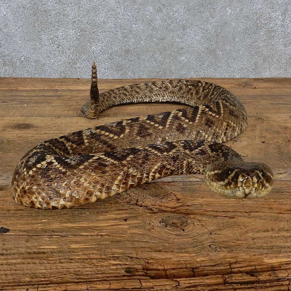 Eastern Diamondback Rattlesnake Mount For Sale #15605 @ The Taxidermy Store