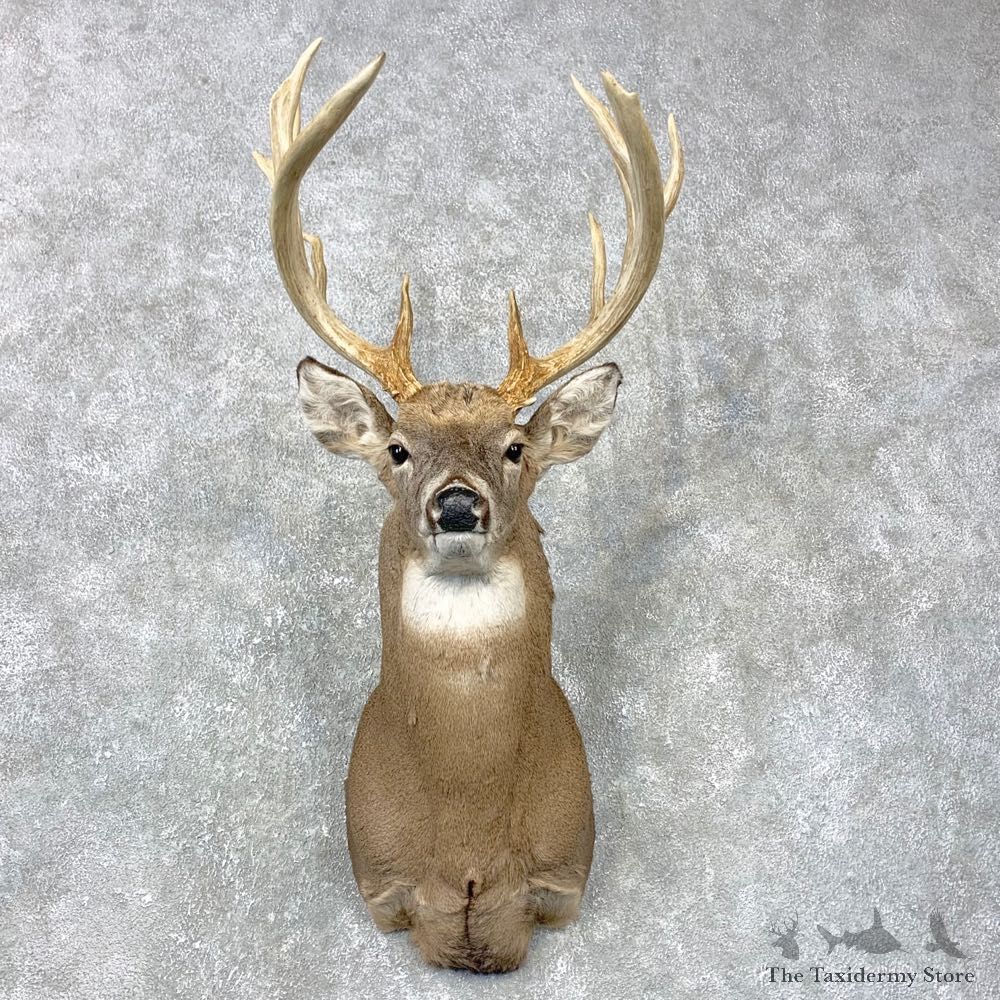 Whitetail Deer Shoulder Mount #24024 For Sale - The Taxidermy Store