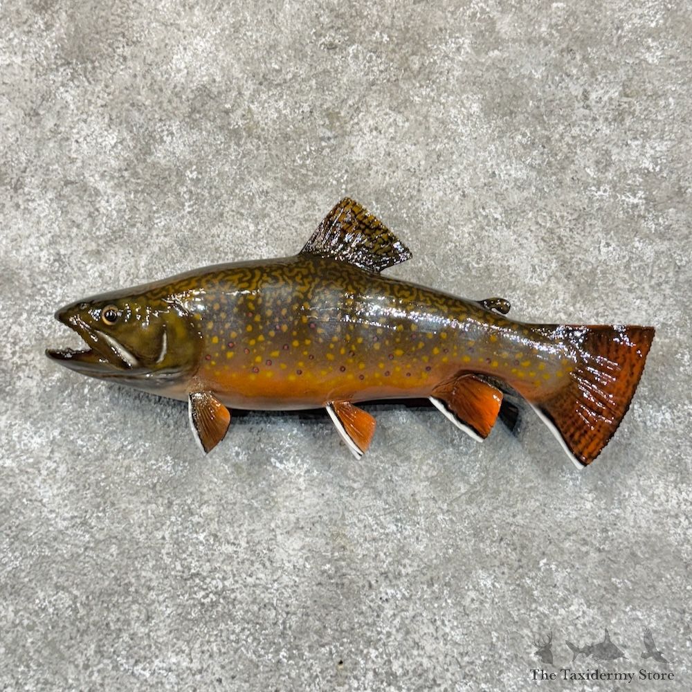Brook Trout Fish Mount For Sale #30137 @ The Taxidermy Store