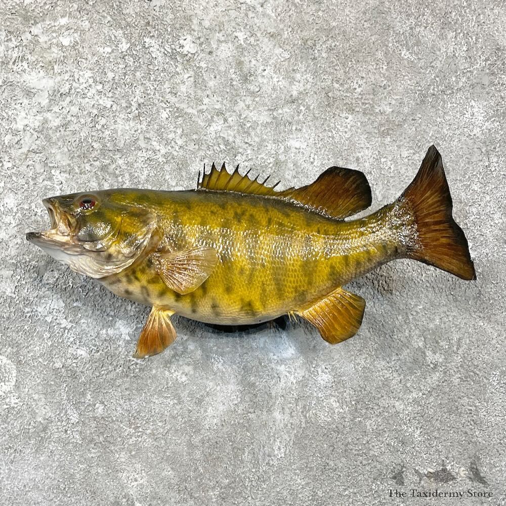 Smallmouth Bass Fish Mount For Sale #27824 @ The Taxidermy Store