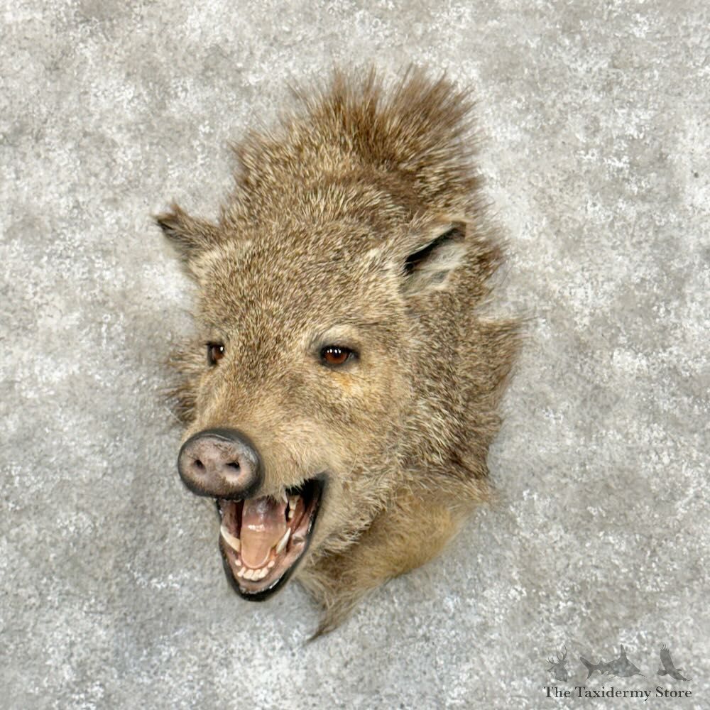 Collared Peccary Shoulder Mount For Sale #29032 @ The Taxidermy Store