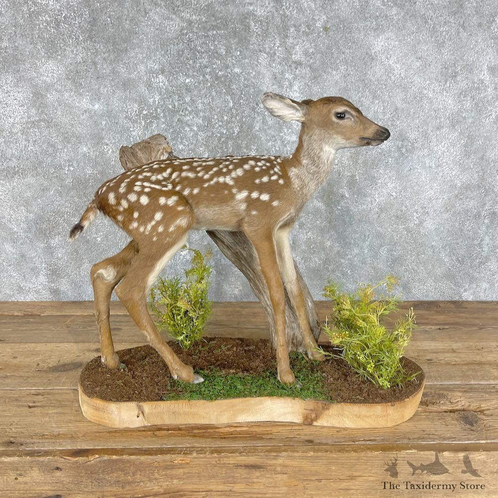 Mule Deer Fawn Life-Size Mount For Sale #25283 - The Taxidermy Store