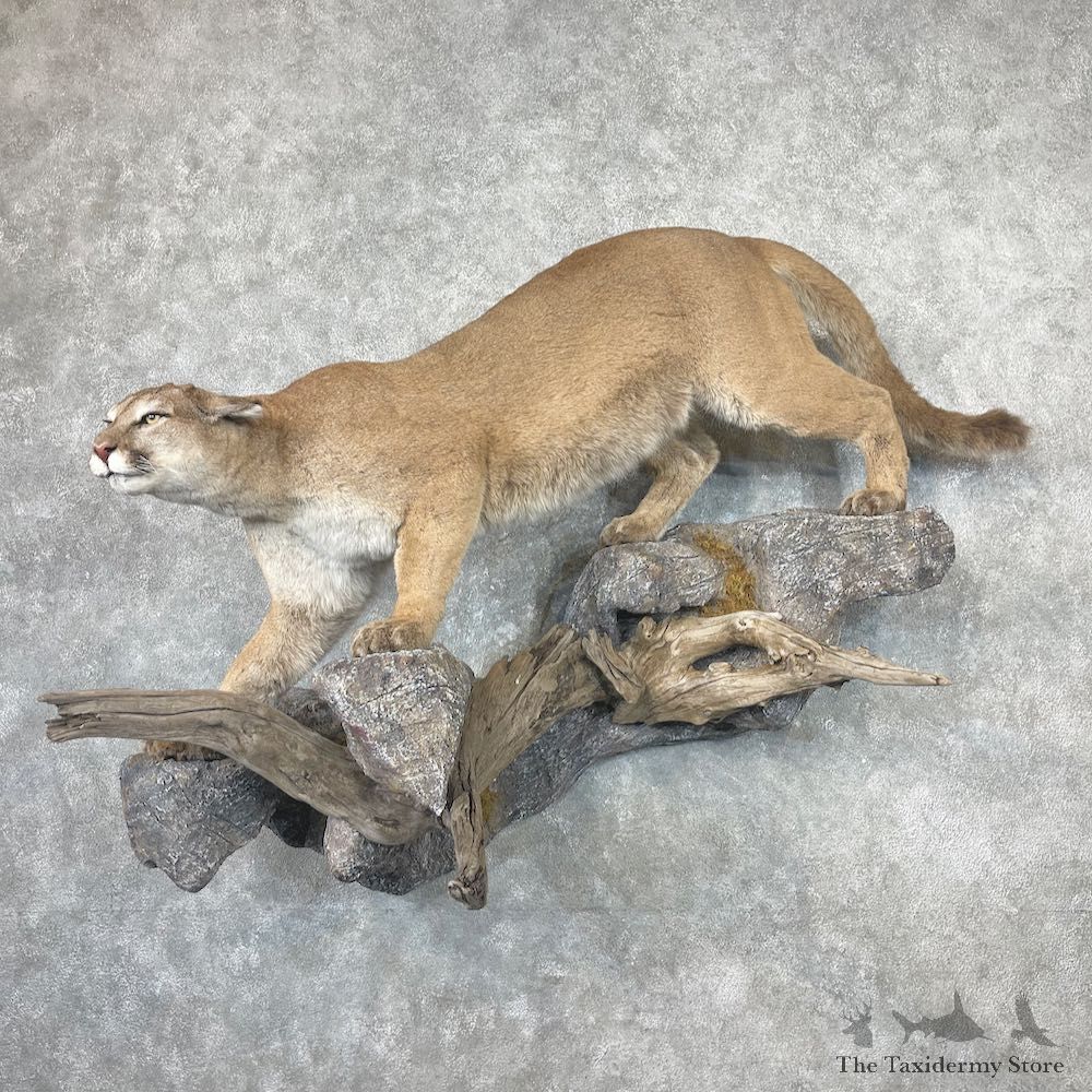 Mountain Lion Life-Size Mount For Sale #26951 @ The Taxidermy Store
