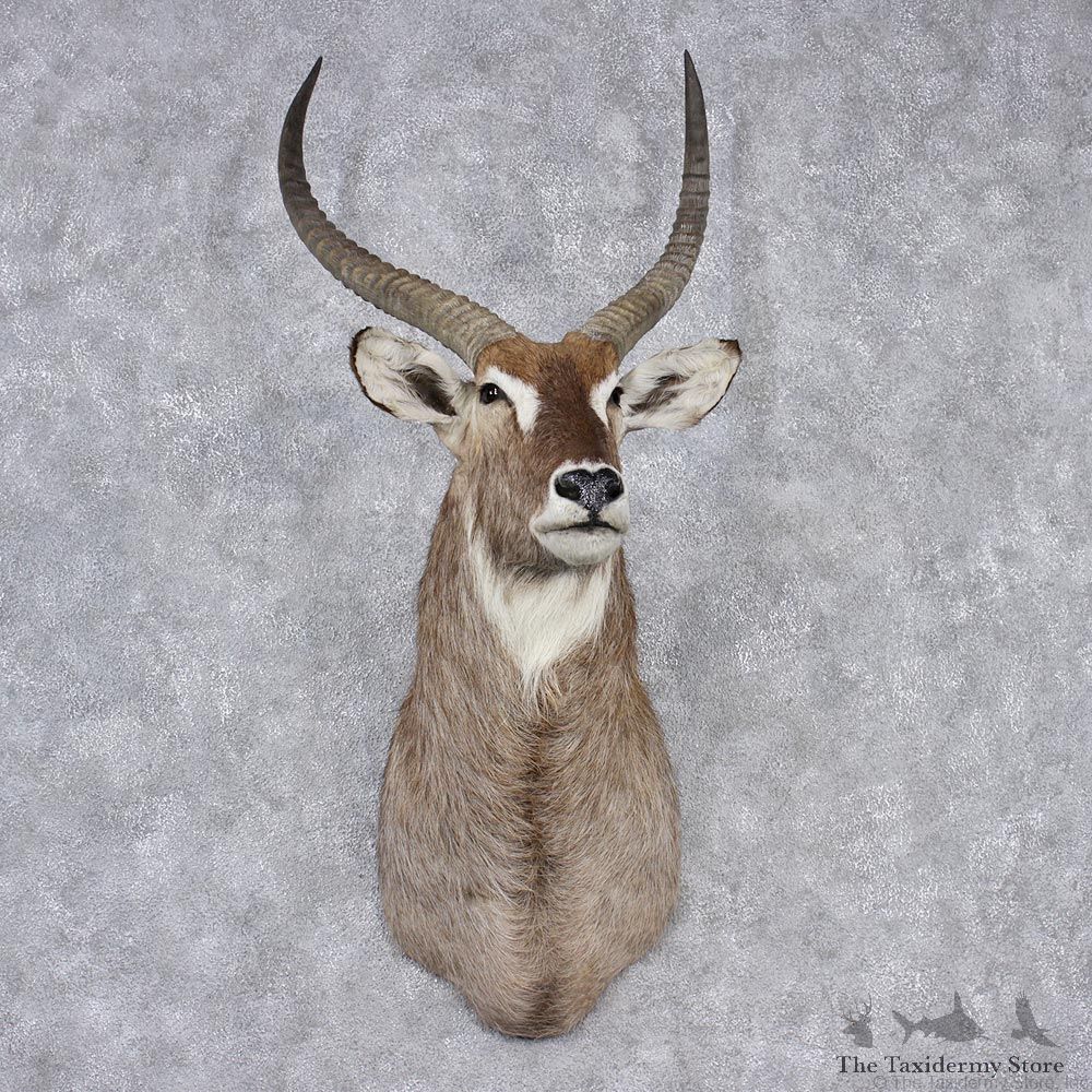 African Waterbuck Shoulder Taxidermy Mount #10638 For Sale @ The Taxidermy Store