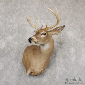 Whitetail Deer Shoulder Mount For Sale #18844 @ The Taxidermy Store