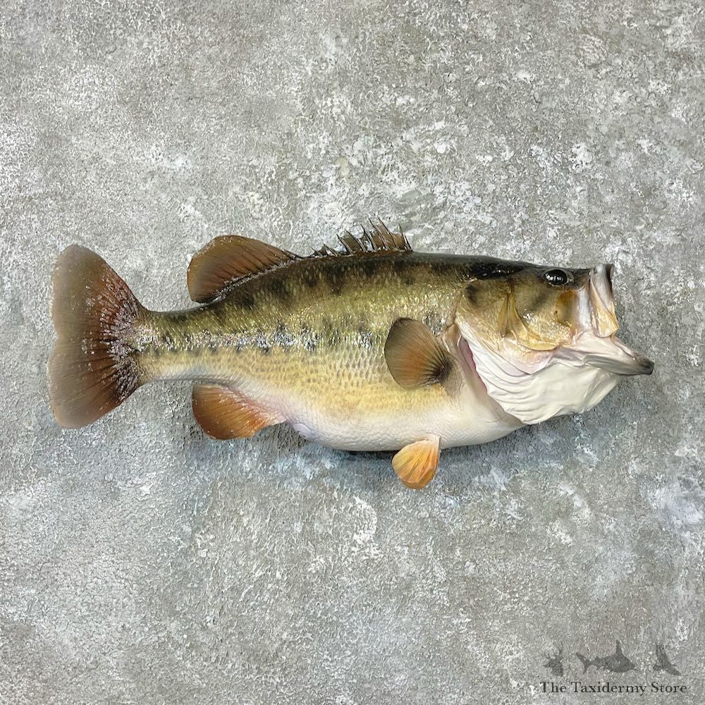 Largemouth Bass Fish Mount For Sale #26925 @ The Taxidermy Store