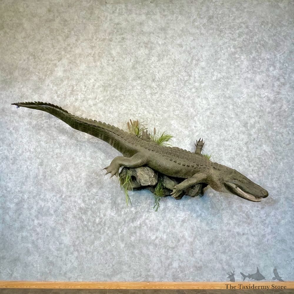 Alligator Life-Size Mount For Sale #27569 @ The Taxidermy Store