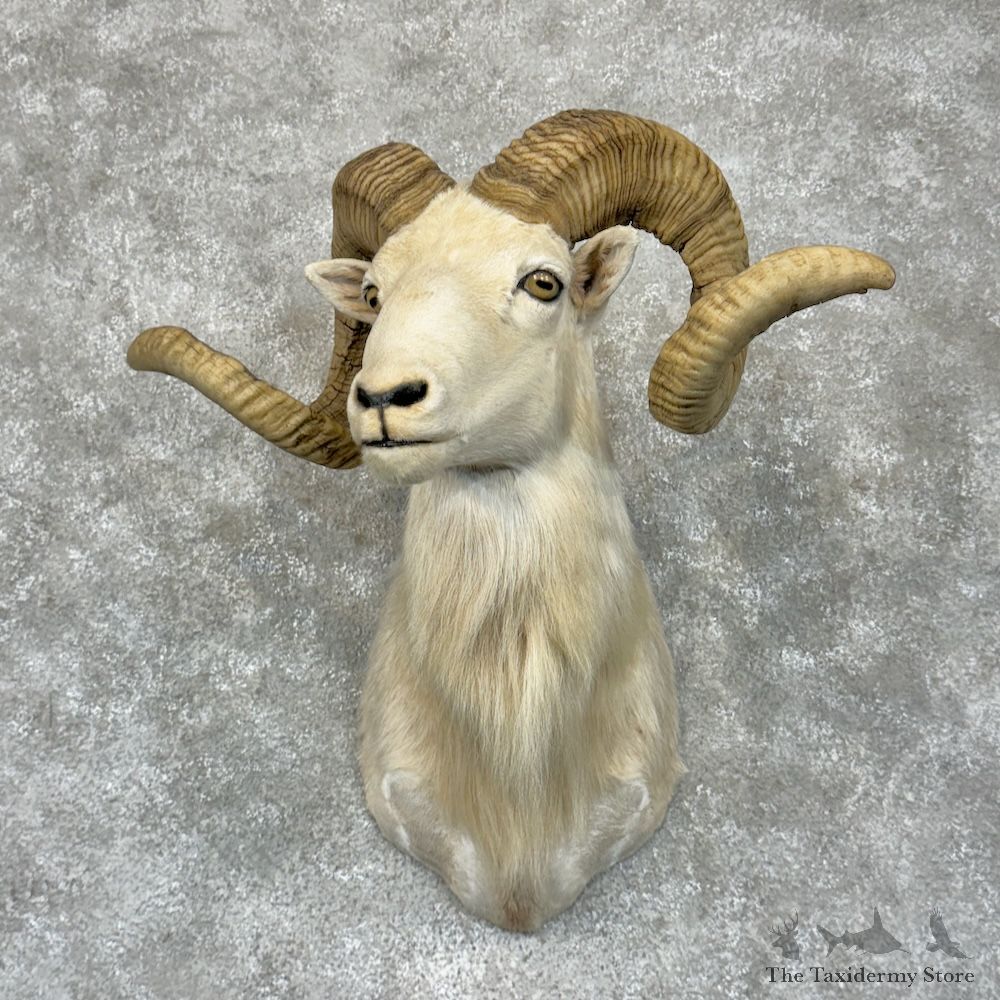 Texas Dall Sheep Shoulder Mount For Sale #29570 @ The Taxidermy Store