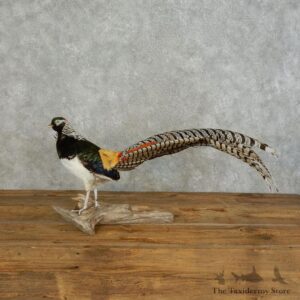 Lady Amherst Pheasant Mount For Sale #17573 @ The Taxidermy Store