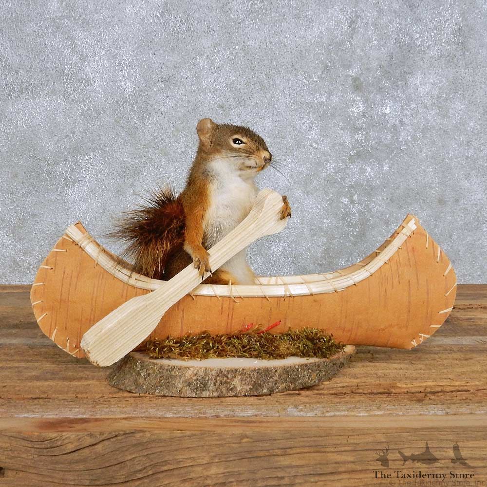 Novelty Canoe Squirrel Mount For Sale #14195 @ The Taxidermy Store