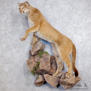 Mountain Lion Life-Size Mount For Sale #18749 @ The Taxidermy Store