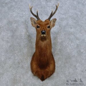 Sika Deer Shoulder Mount For Sale #14667 @ The Taxidermy Store
